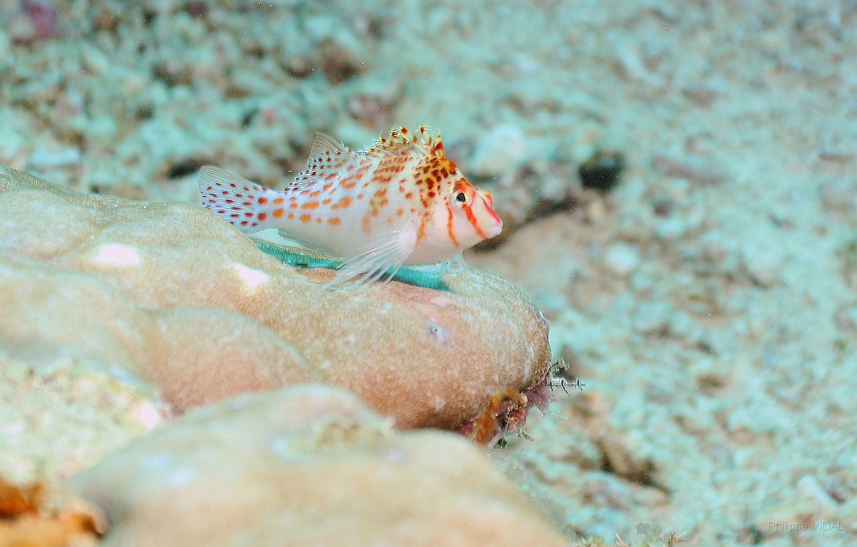 Sipadan_2015_Epervier nain a joues epineuses_Cirrhitichthys falco__IMG_2697_rc.jpg